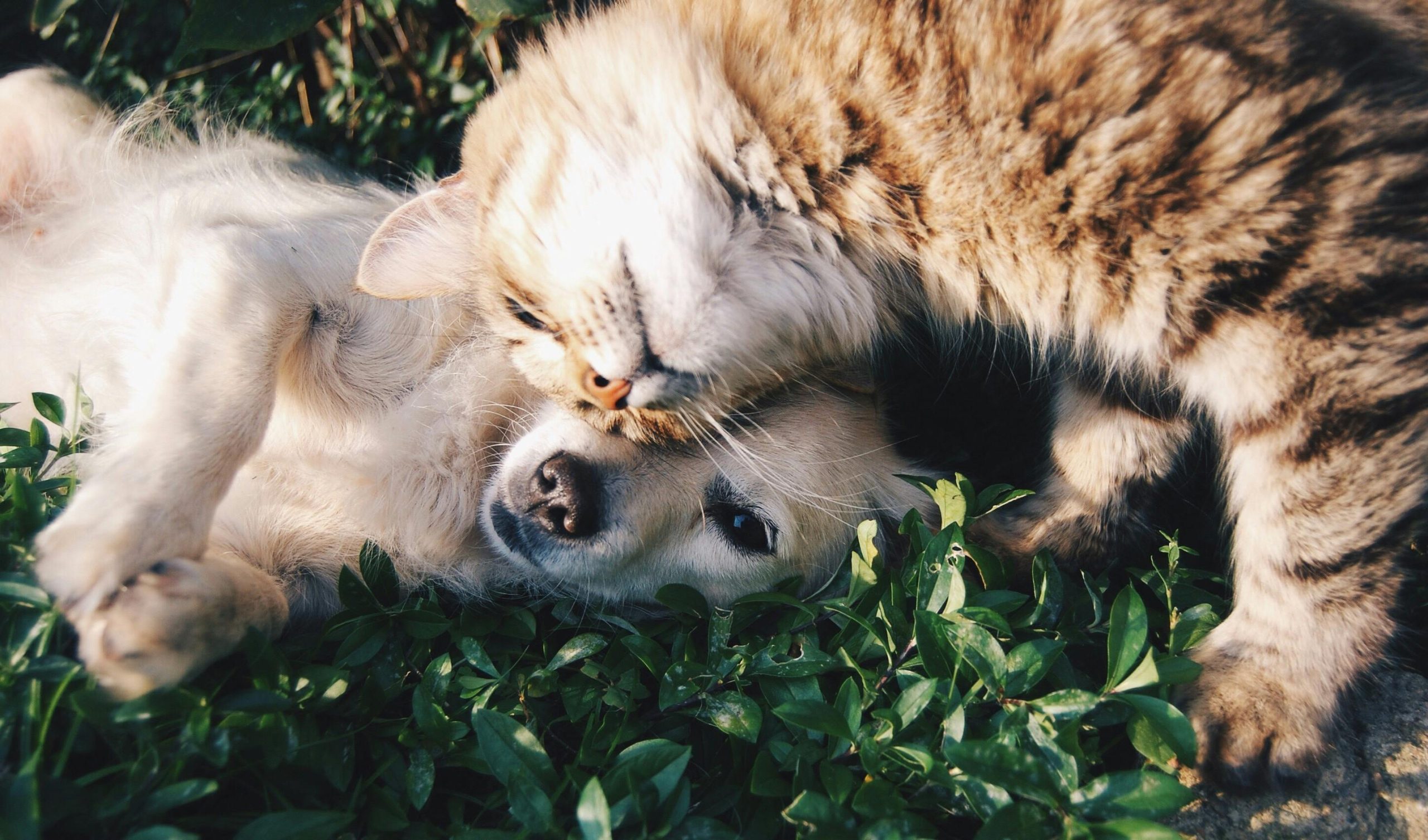 Diabetes in Animals: Causes, Symptoms and Treatment