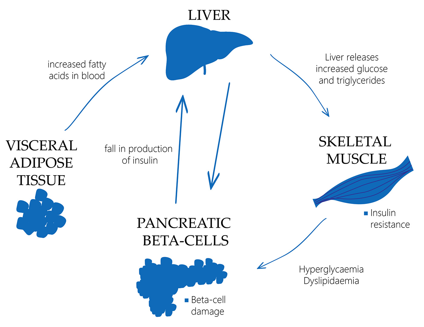 Liver and diabetes 2