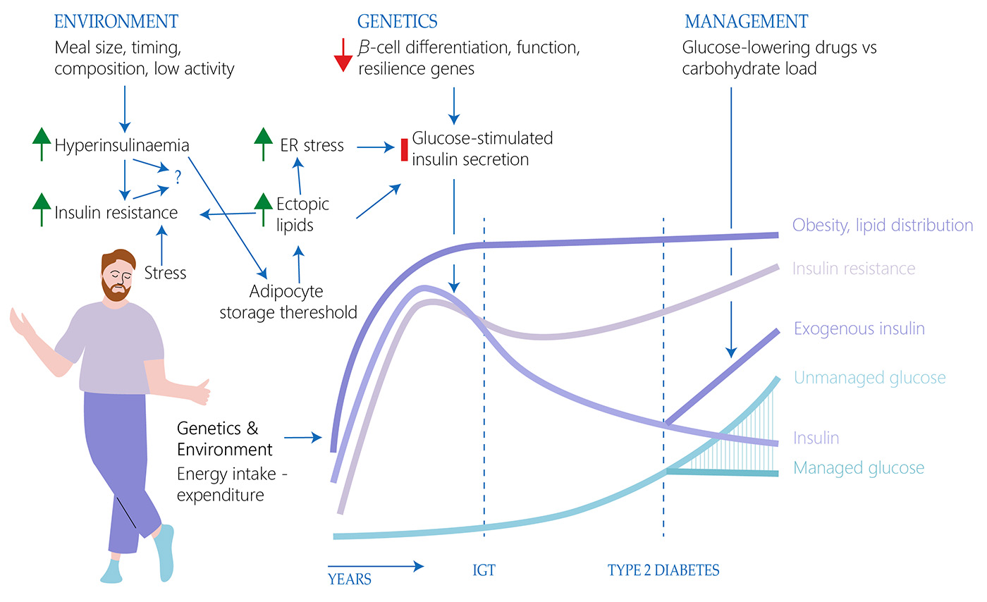The Stages Of Progression Of Type 2 Diabetes